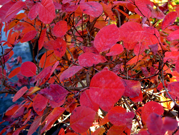 Cotinus coggygria Pink Champagne 3