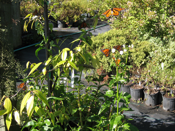 Gymnocoronis spilanthoides Monarch Magnet