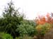 Cotinus Grace and Picea abies Monstrosa