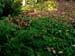 Lower Garden 10